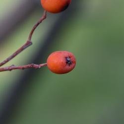 Sorbus commixta (Japanese Mountain-ash), fruit, mature