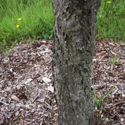 Sorbus latifolia (Broad-leaved European Mountain-ash), bark, trunk