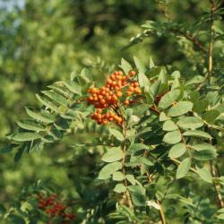 Sorbus decora (Showy Mountain-ash), leaf, summer, infructescence