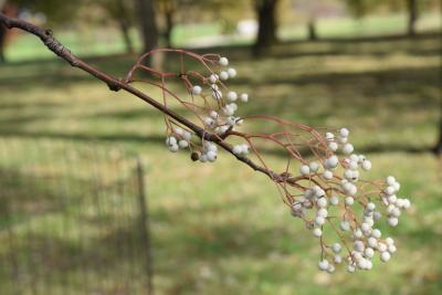 Sorbus hupehensis (Hupeh Mountain-ash), infructescence