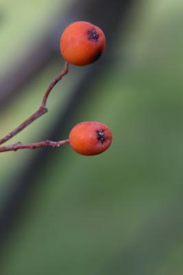 Sorbus commixta (Japanese Mountain-ash), fruit, mature