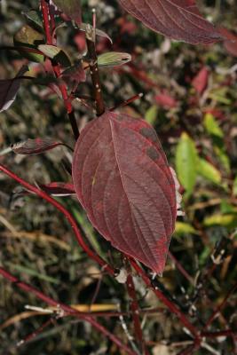 Cornus sericea subsp. sericea (Red-osier Dogwood), leaf, upper surface, leaf, fall
