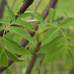 Sorbus commixta (Japanese Mountain-ash), leaf, spring