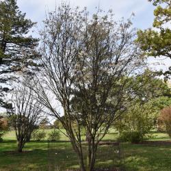 Sorbus hupehensis (Hupeh Mountain-ash), habit, fall