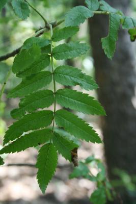 Sorbus aucuparia (European Mountain-ash), leaf, upper surface