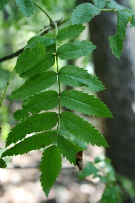 Sorbus aucuparia (European Mountain-ash), leaf, upper surface