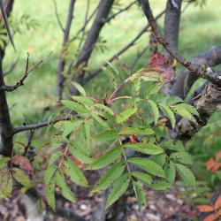 Sorbus commixta (Japanese Mountain-ash), leaf, fall