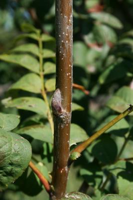 Sorbus aucuparia (European Mountain-ash), bark, twig, bud, lateral