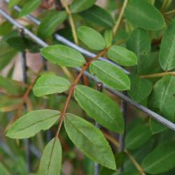 Sorbus hupehensis (Hupeh Mountain-ash), leaf, spring