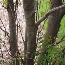 Sorbus hupehensis (Hupeh Mountain-ash), bark, trunk