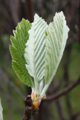 Sorbus austriaca (Austrian Mountain-ash), leaf, new