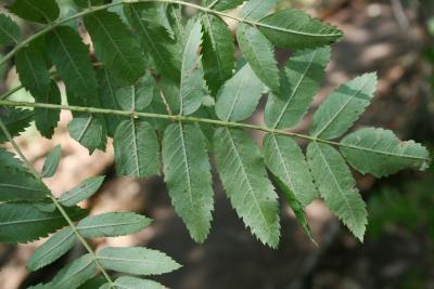 Sorbus aucuparia (European Mountain-ash), leaf, lower surface