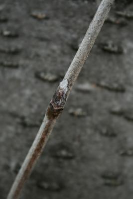 Sorbus aucuparia (European Mountain-ash), bud, lateral