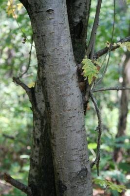 Sorbus aucuparia (European Mountain-ash), bark, trunk
