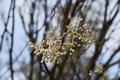 Sorbus hupehensis (Hupeh Mountain-ash), infructescence