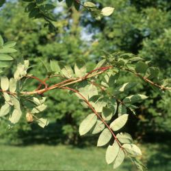 Sorbus decora (Showy Mountain-ash), leaf, summer