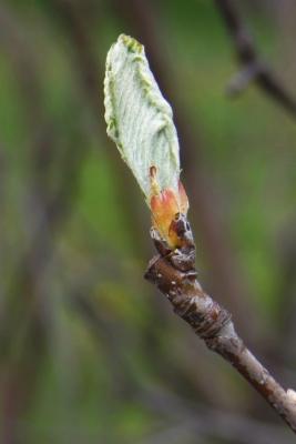 Sorbus austriaca (Austrian Mountain-ash), leaf, new