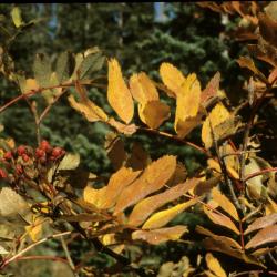 Sorbus sitchensis (Sitka Mountain-ash), leaf, fall, fruit, mature