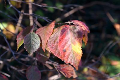 Corylus americana (American Hazelnut), leaf, fall