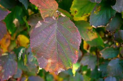 Corylus americana (American Hazelnut), leaf, fall