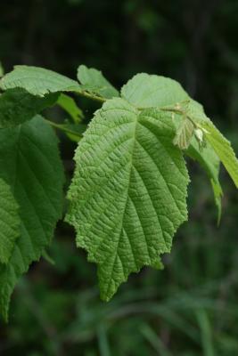 Corylus americana (American Hazelnut), leaf, spring