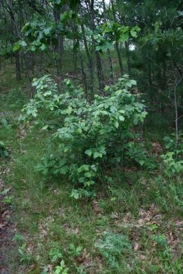Corylus americana (American Hazelnut), habit, summer