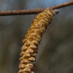 Corylus americana (American Hazelnut), flower, staminate
