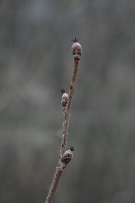Corylus americana (American Hazelnut), flower, pistillate