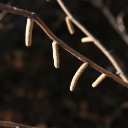 Corylus americana (American Hazelnut), bud, staminate