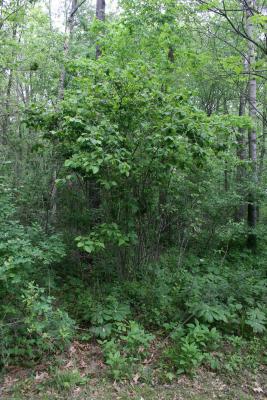 Corylus americana (American Hazelnut), habit, spring