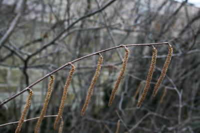 Corylus americana (American Hazelnut), inflorescence
