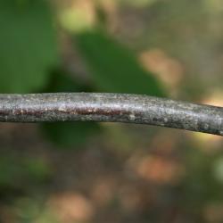 Corylus americana (American Hazelnut), bark, branch