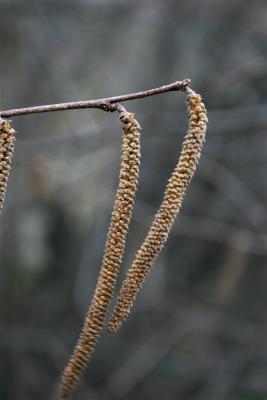 Corylus americana (American Hazelnut), inflorescence