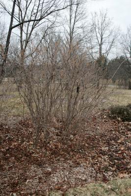 Corylus americana (American Hazelnut), habit, winter