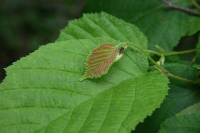 Corylus americana (American Hazelnut), leaf, spring