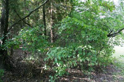 Corylus americana (American Hazelnut), habit, fall