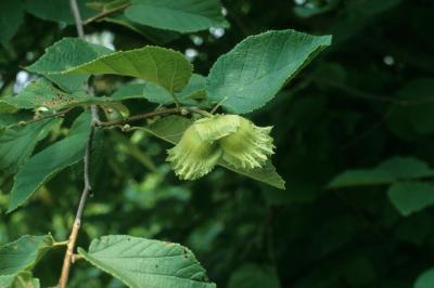 Corylus americana (American Hazelnut), fruit, mature