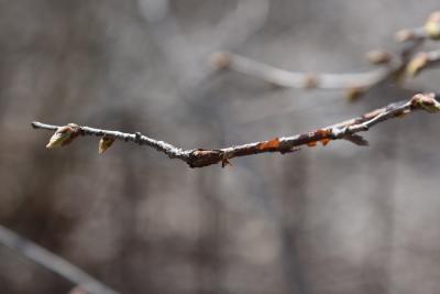 Corylus fargesii (Paperbark Hazelnut), bark, twig
