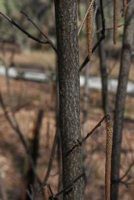 Corylus chinensis (Chinese Hazelnut), bark, mature