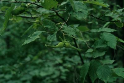 Corylus cornuta (Beaked Hazelnut), fruit, mature