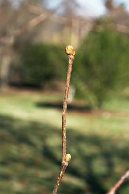 Corylus fargesii (Paperbark Hazelnut), bud, terminal