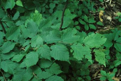 Corylus cornuta (Beaked Hazelnut), leaf, summer