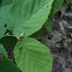 Corylus cornuta (Beaked Hazelnut), leaf, upper surface
