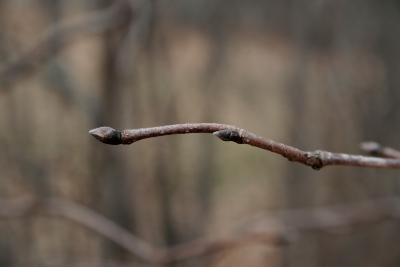 Corylus cornuta (Beaked Hazelnut), bud, terminal, lateral