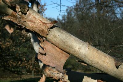 Corylus fargesii (Paperbark Hazelnut), bark, branch