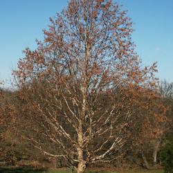 Corylus fargesii (Paperbark Hazelnut), habit, winter