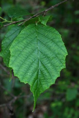 Corylus americana (American Hazelnut), leaf, upper surface