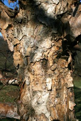 Corylus fargesii (Paperbark Hazelnut), bark, trunk