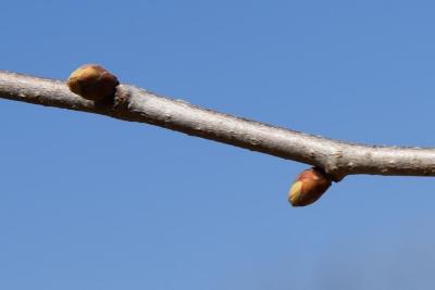 Corylus fargesii (Paperbark Hazelnut), bud, lateral