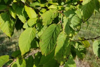 Corylus fargesii (Paperbark Hazelnut), leaf, summer